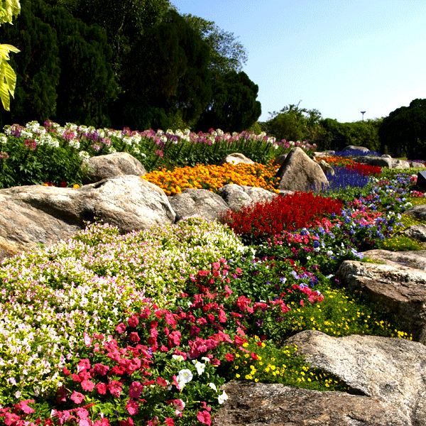 Landscaping flowers
